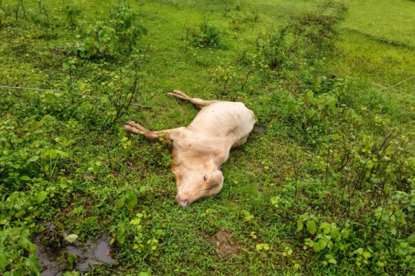 वायंगणवाडी येथे मुख्य वीज वाहिनी कोसळल्याने शॉक लागून बैलाचा जागीच मृत्यू…